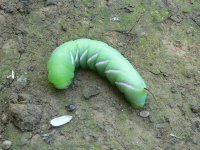 DS privet hawk-moth caterpillar 2.jpg