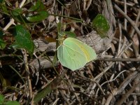 Brimstone P1050146a.JPG