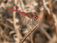 Darter DSCN0835a.JPG