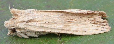 Pale Pinion 060406 5979t.jpg