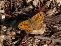 Wall Brown P1050361a.JPG