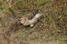 redpoll1.jpg