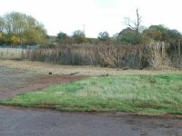 2.reeds after removing cuttings.jpg