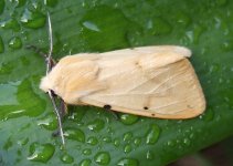 Buff Ermine 25 Sep.jpg