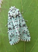 Merveille du Jour 25 Sep.jpg