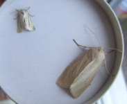 Large and Small Wainscot 25 Sep.jpg