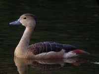 Lesser Whistling Duck.JPG