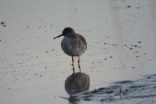 Redshank_MF02133.jpg