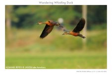 JAY_3794 Wandering Whistling Duck.jpg