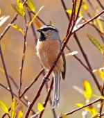 White-browed Tit.jpg