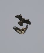 buzzard6.jpg