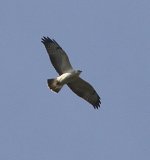 buzzard7.jpg