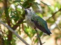 hummingbird1.JPG
