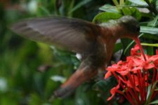 Kolibri1a.jpg