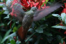 Kolibri1b.jpg