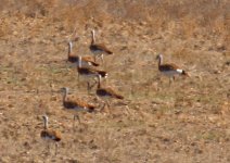 Great Bustard 1, Alentejo Oct 2011.jpg