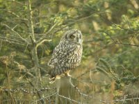 Short-Eared Owl, Prestwick Carr 9.jpg