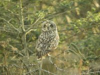 Short-Eared Owl, Prestwick Carr 10.jpg