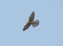 Eurasian Kestrel.jpg