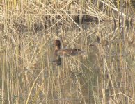 Ferruginous Duck.jpg