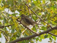 Black-faced Bunting.jpg