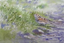 lapland bunting new.JPG