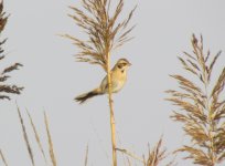 Japanese Reed Bunting.jpg