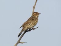 Little Bunting.jpg