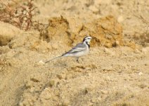 White Wagtail ocularis.jpg