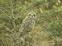 Short-Eared Owl, Prestwick Carr 6.jpg
