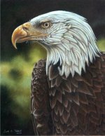 eagle_op2_593x765.jpg