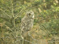 Short-Eared Owl, Prestwick Carr 7.jpg