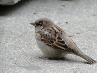 000 Sparrow - AAA - Slovenia Ljubljana -EMAIL.jpg