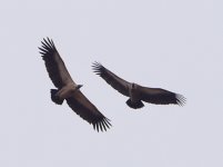 Vulture q2 P1030302.JPG