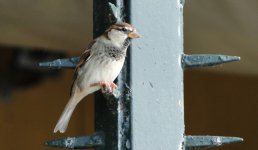 000 Sparrow - AAA - Italy Venice - EMAIL itallian.jpg