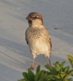 000 Sparrow - AAA - Croatia Split - 1EMAIL.jpg