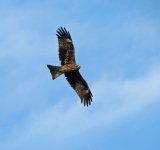 black kite flight sx40hs 500mm IMG_1183.jpg