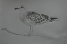 Baltic Gull pencil drawing.jpg