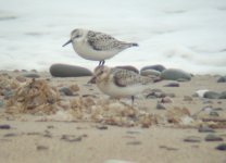 sanderling 2.jpg