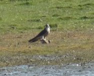 peregrine imf 280911 2011-09-28 006.jpg