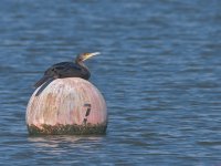 Cormorant flat1024.jpg