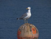 UK Gull1024.jpg