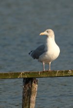 herring gull 1.jpg