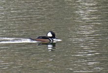 hooded merganser breed sx40hs IMG_1218.jpg