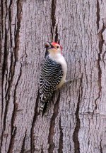 red bellied woodpecker sx40hs IMG_1523.jpg
