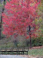 central park sx40hs IMG_2380.jpg