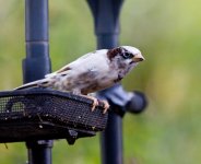 Leucistic Sparrow-2.jpg