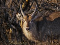 Waterbuck male P1030068.JPG