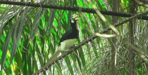 orientalpiedhornbill01.jpg