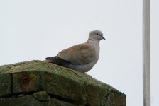 Collared-Dove_DSC0217.jpg